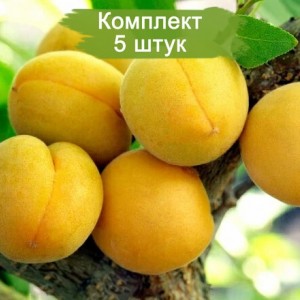 Комплект 5шт / Абрикос Самарский (поздний)