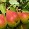 Комплект 5шт / Груша Северянка краснощекая: фото и описание