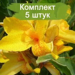 Комплект 5шт / Канны Луи Коттон