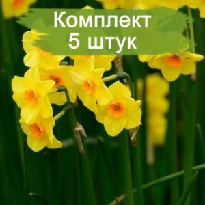 Комплект 5шт / Нарцисс Мартинетта (желтый)