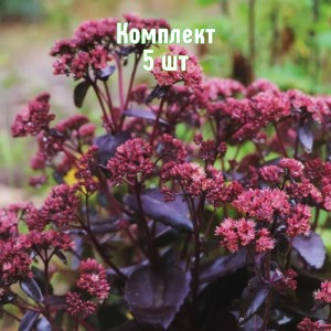 Комплект 5шт / Очиток (Седум) Эмперор Вейв