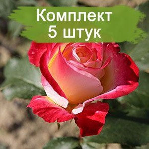 Комплект 5шт / Роза Биколетте(чайно-гибридная)