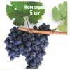 Комплект 5шт / Виноград Антей Магарачский: фото и описание