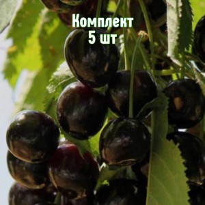 Комплект 5шт / Вишня Морель Брянская