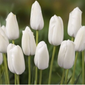 Тюльпан Альбатрос (Albatros)